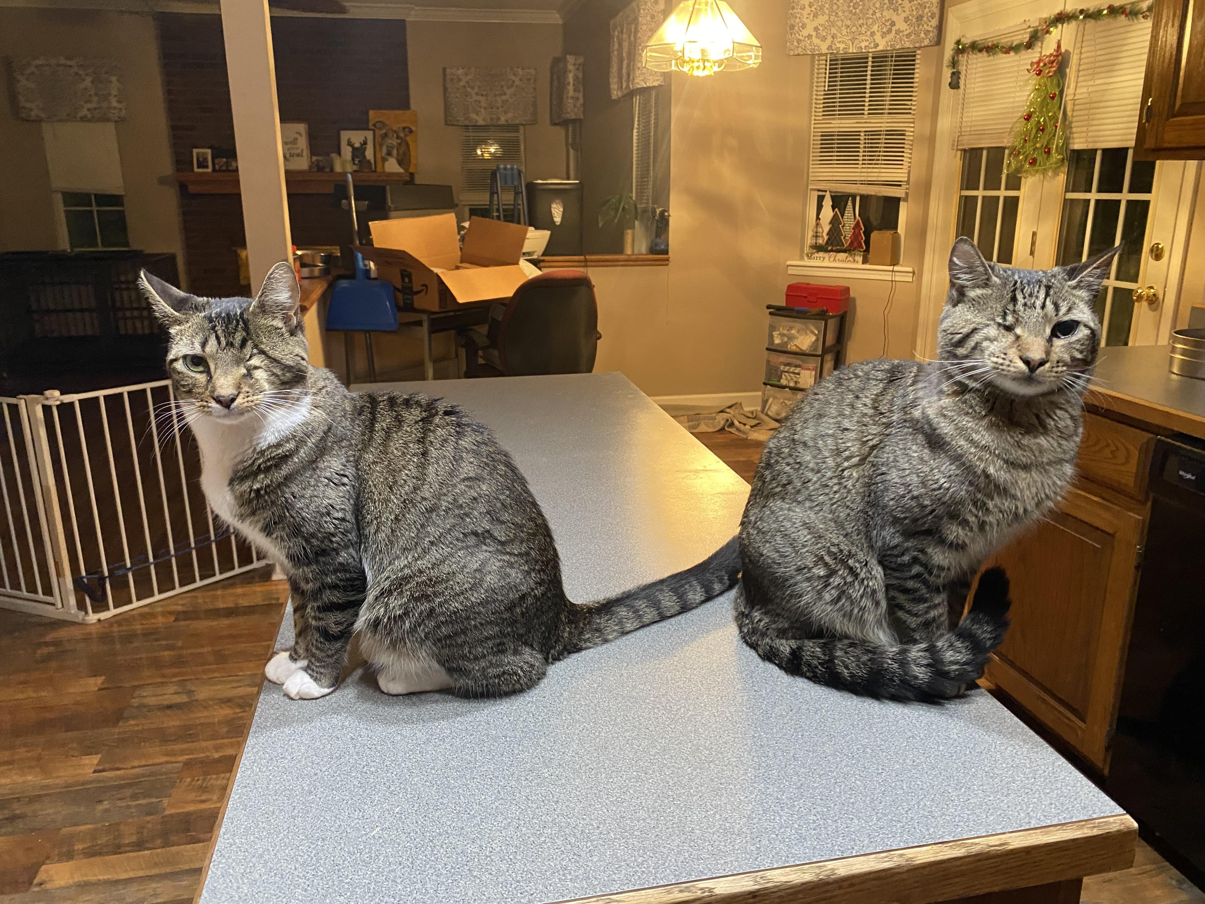 Enlarge Little Boy & Little Girl Cat, a Adoptable Domestic Short Hair in Leesville, SC image 2/6
