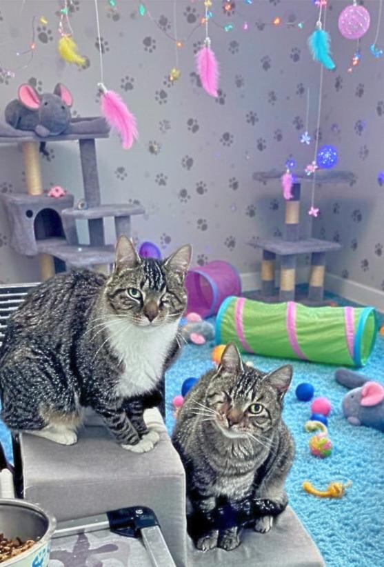 Little Boy & Little Girl Cat, a Adoptable Domestic Short Hair in Leesville, SC image 4/6