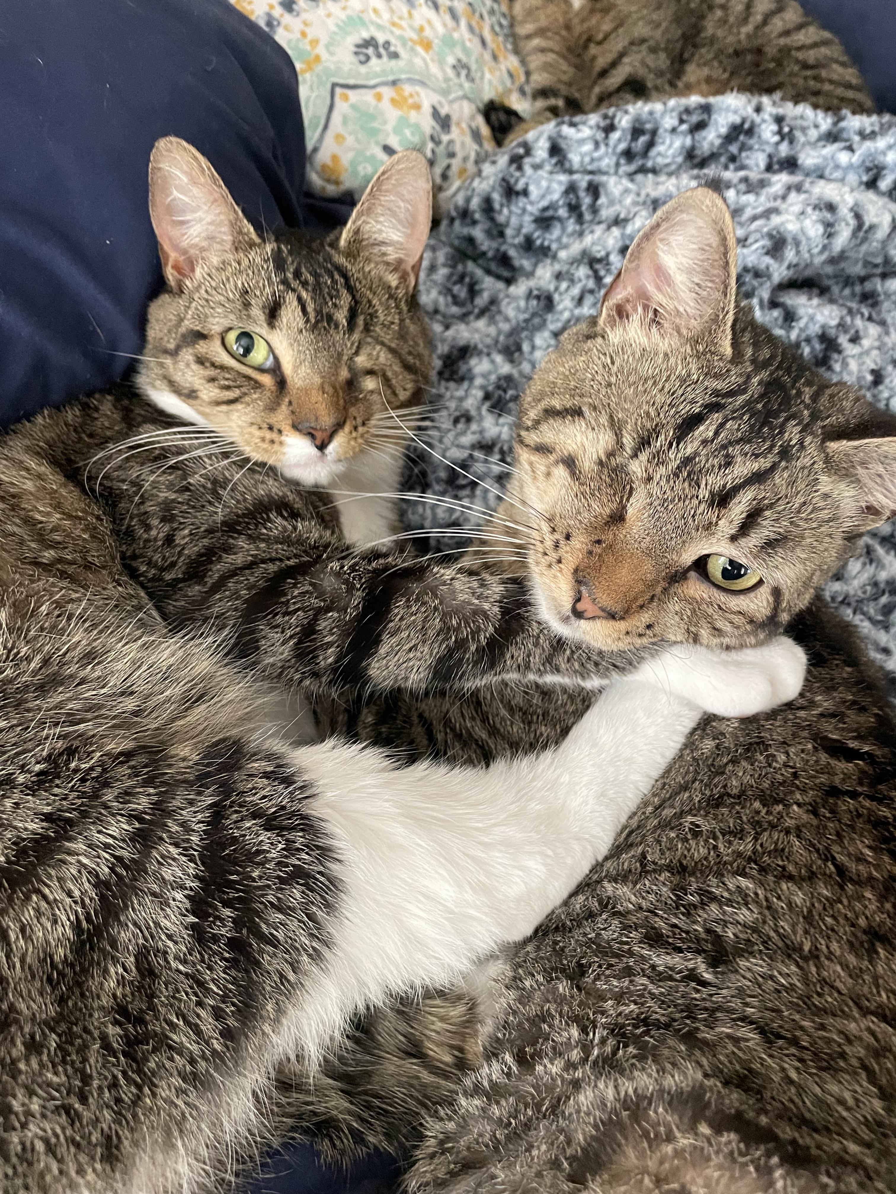 Little Boy & Little Girl Cat, Adoptable, Young Male Domestic Short Hair.