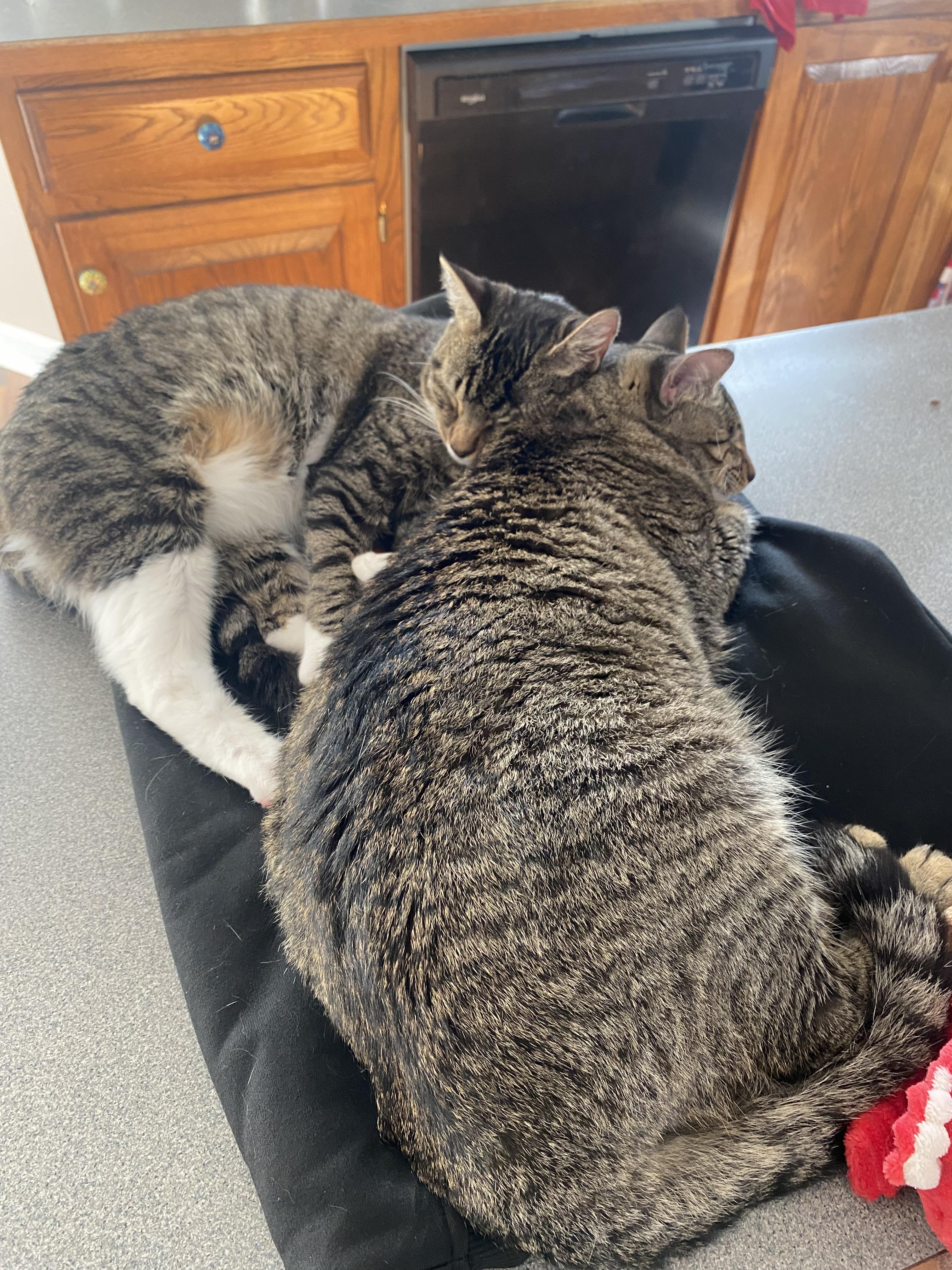 Enlarge Little Boy & Little Girl Cat, a Adoptable Domestic Short Hair in Leesville, SC image 4/6