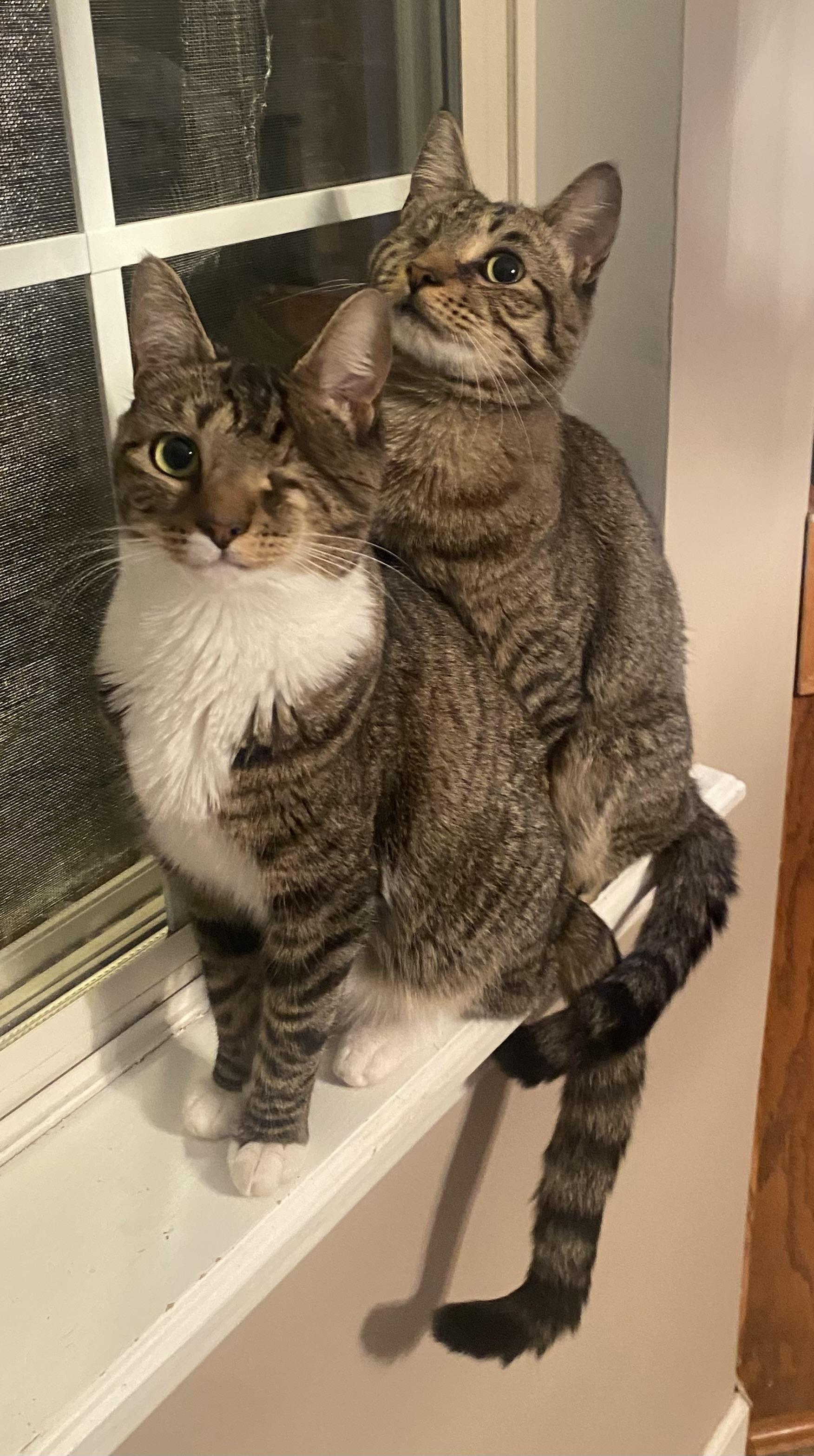 Enlarge Little Boy & Little Girl Cat, a Adoptable Domestic Short Hair in Leesville, SC image 5/6