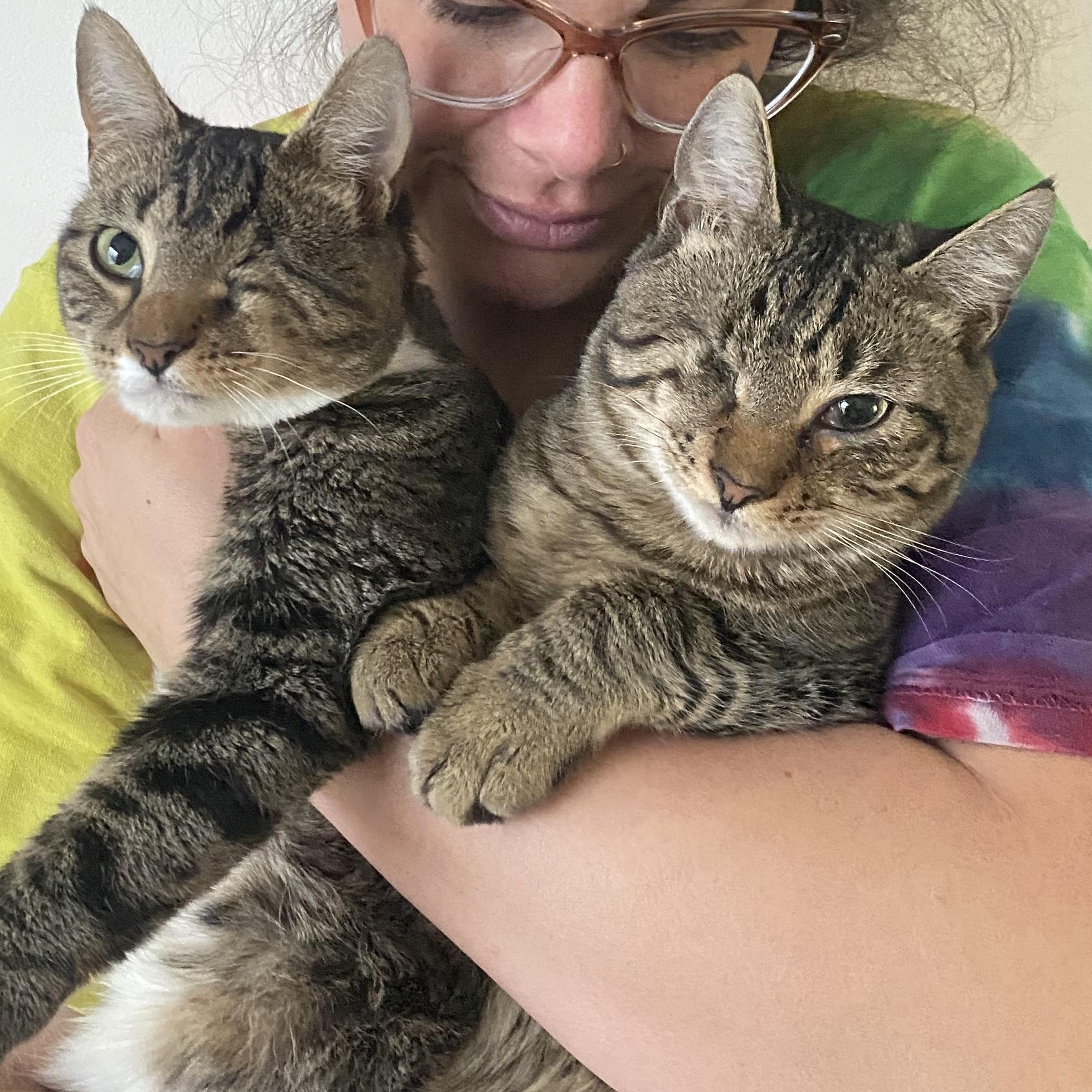 Little Boy & Little Girl Cat, Adoptable, Adult Male Domestic Short Hair.