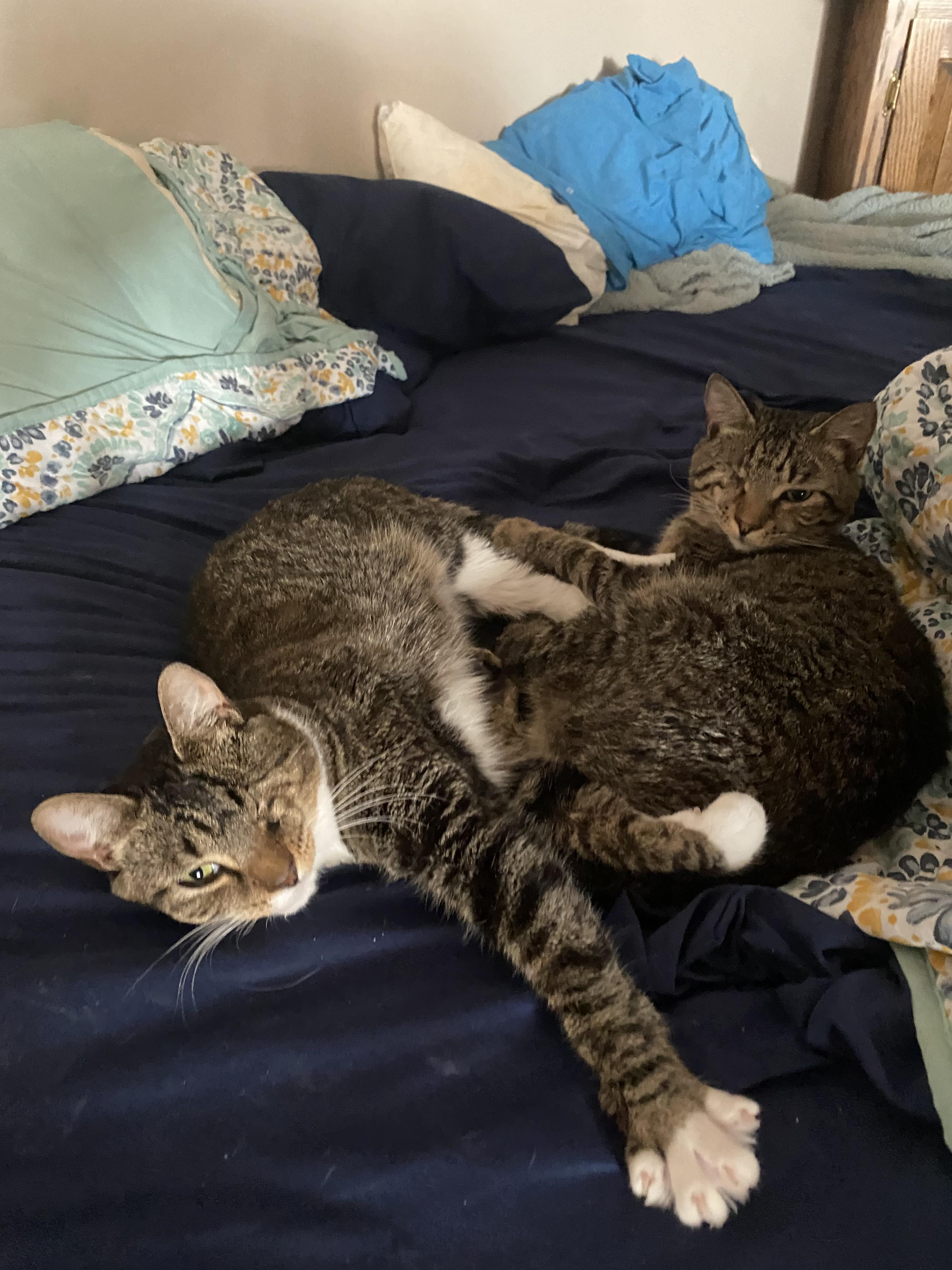 Enlarge Little Boy & Little Girl Cat, a Adoptable Domestic Short Hair in Leesville, SC image 6/6