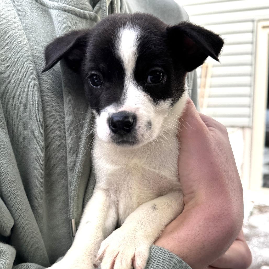 Enlarge NY Prairie (Foster in Mahopac), a Adoptable mixed breed in Mahopac, NY image 1/4