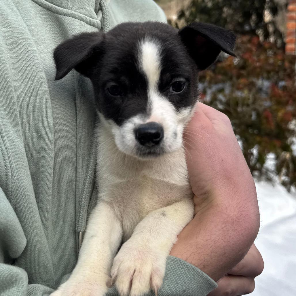 Enlarge NY Prairie (Foster in Mahopac), a Adoptable mixed breed in Mahopac, NY image 2/4