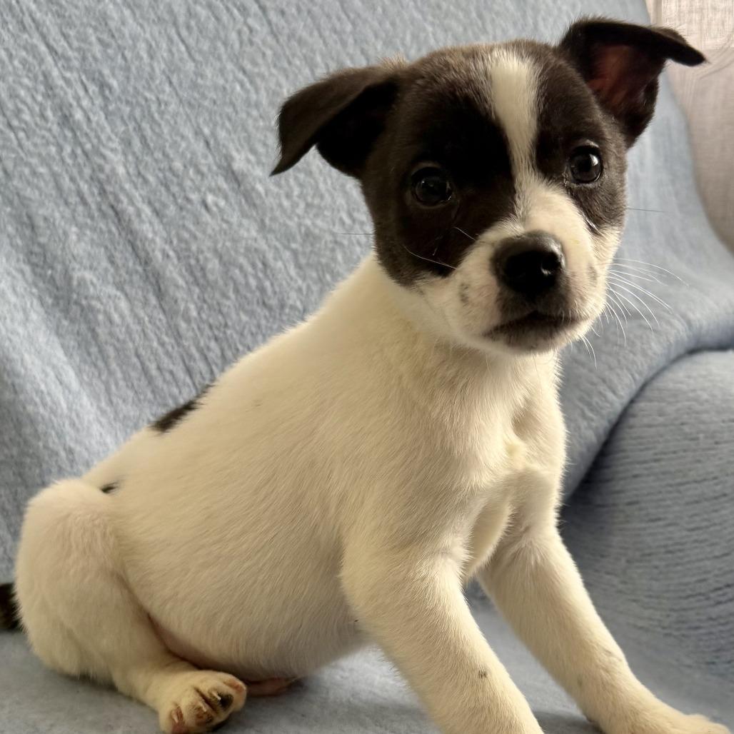 Enlarge NY Prairie (Foster in Mahopac), a Adoptable mixed breed in Mahopac, NY image 3/4