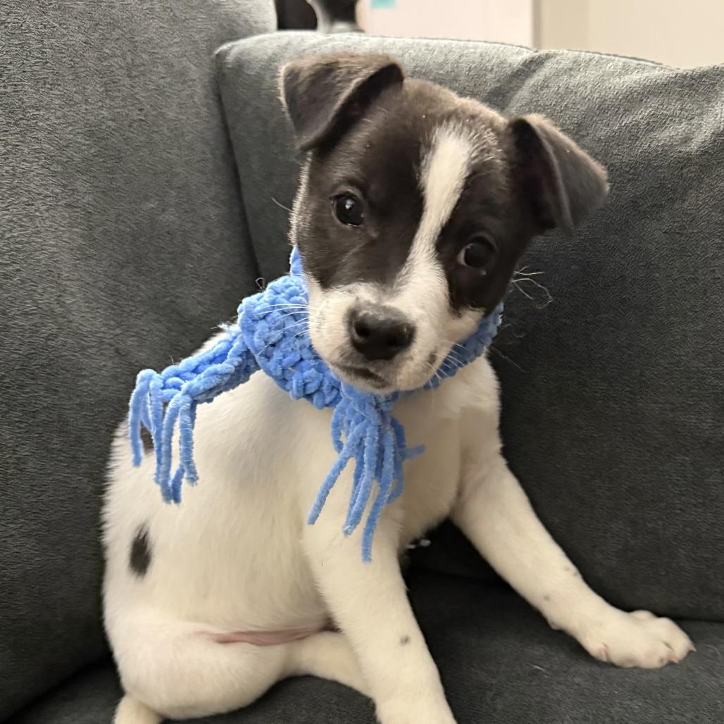 NY Prairie (Foster in Mahopac NY), a Adoptable mixed breed in Patterson, NY image 5/6