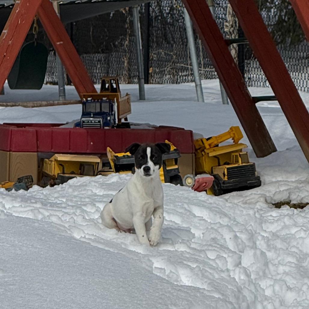NY Prairie (Foster in Brewster NY), Adoptable, Puppy Male Husky & Mixed Breed.