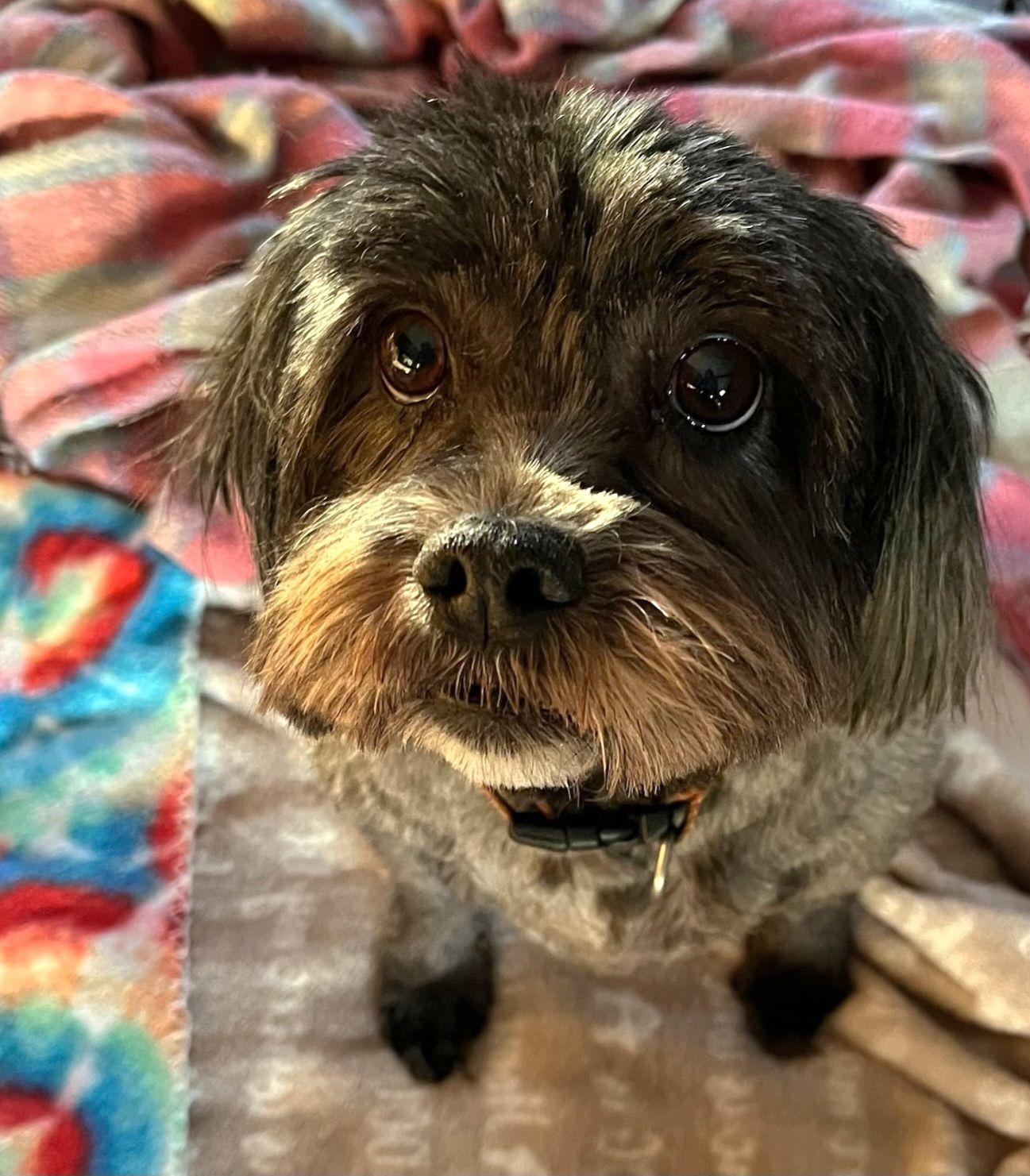 Sadie, Adoptable, Adult Female Shih Tzu.
