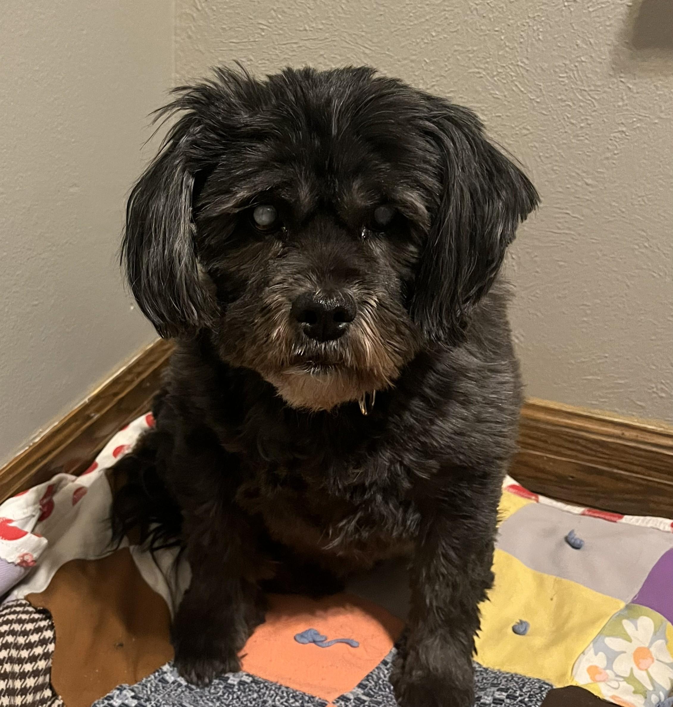 Enlarge Sadie, a Adoptable mixed breed in Tomah, WI image 2/2