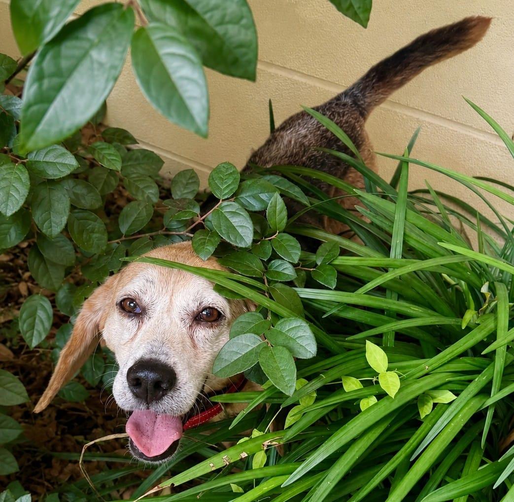 Barnett, Adoptable, Senior Male Beagle.