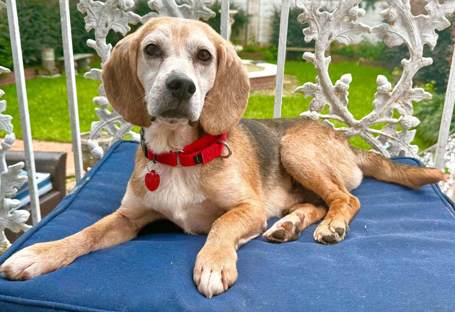Barnett, a Adoptable Beagle in Dunnellon, FL image 2/3