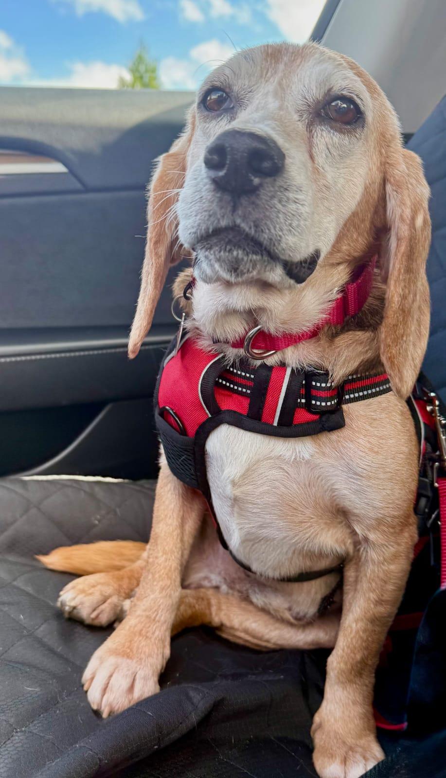 Barnett, a Adoptable Beagle in Dunnellon, FL image 3/3