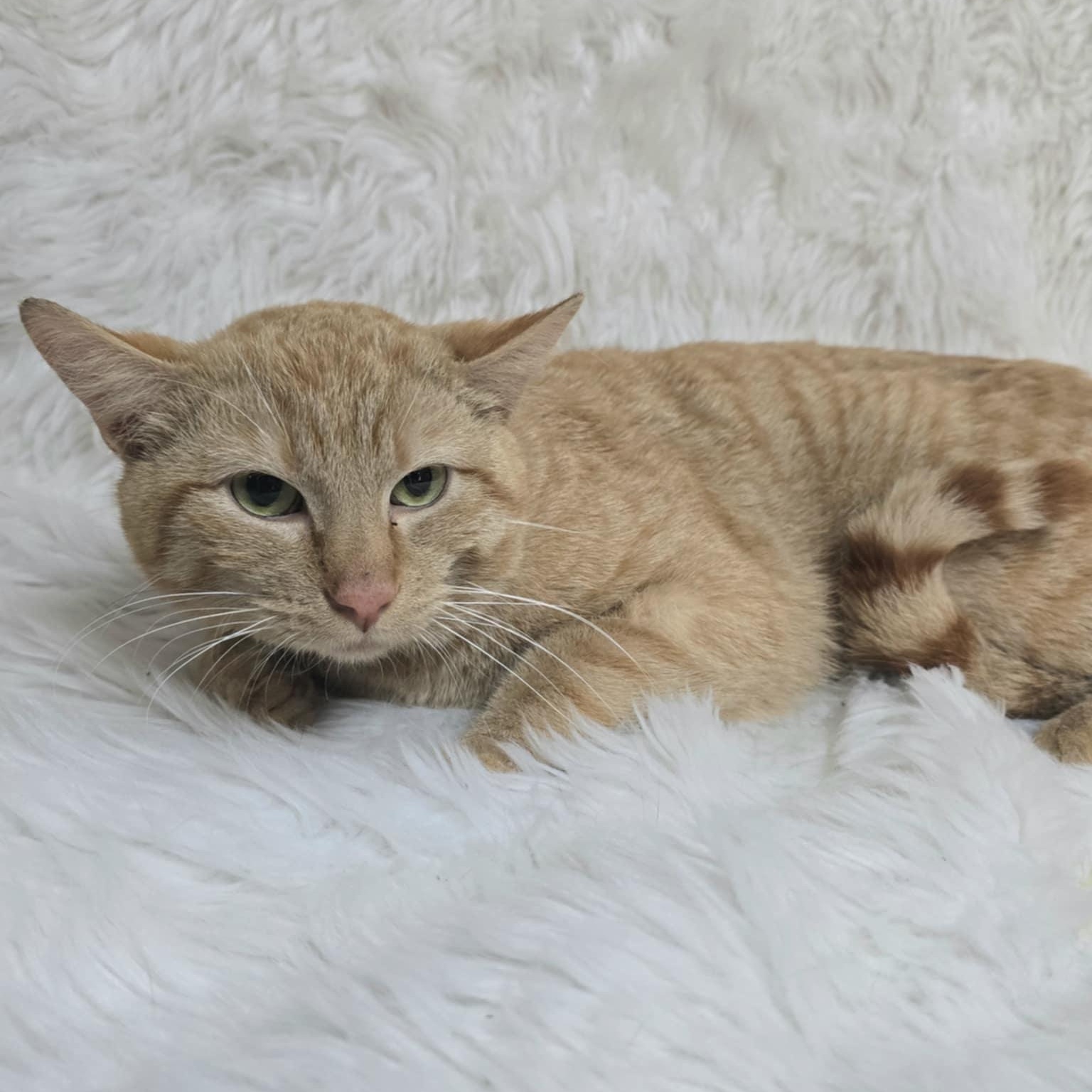 Rizzo, Adult Male Domestic Short Hair