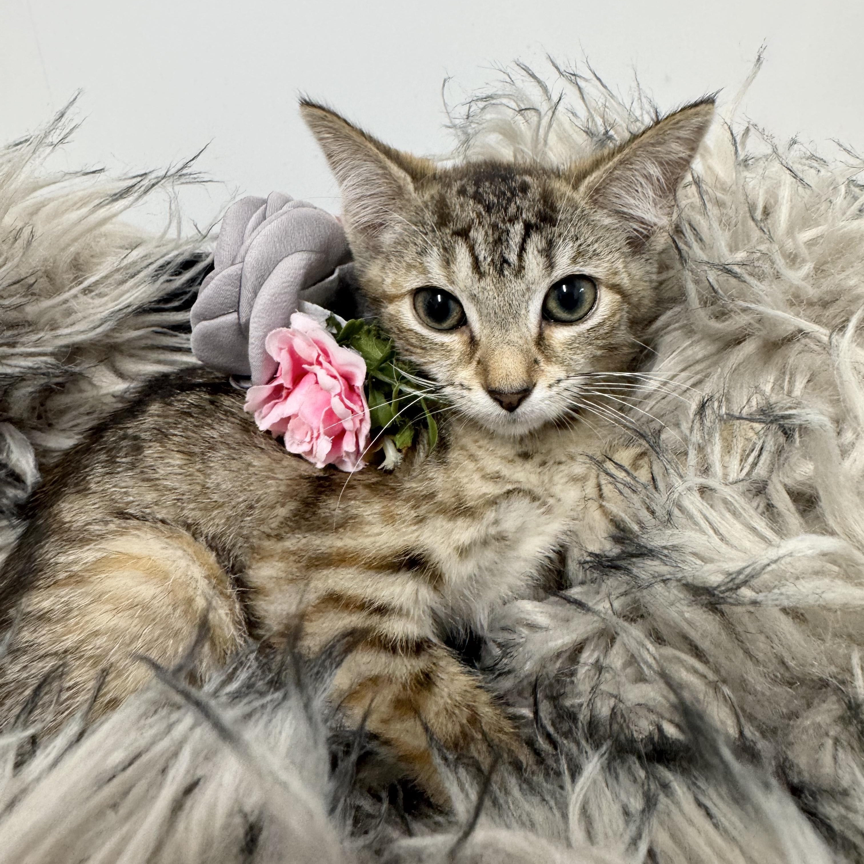 Enlarge Snuggly Shar, a ADOPTABLE mixed breed in West Hartford , CT image 4/5