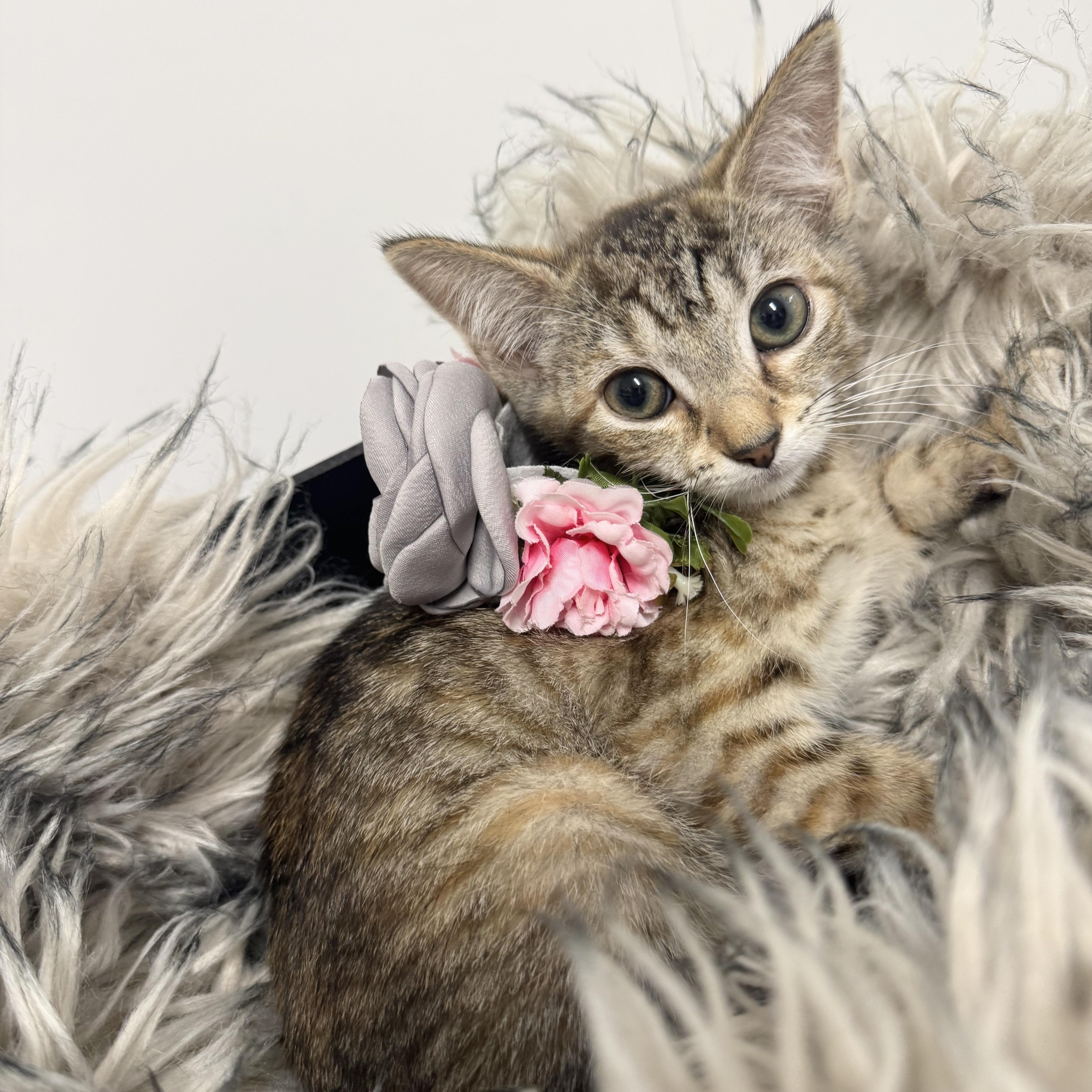 Enlarge Snuggly Shar, a ADOPTABLE mixed breed in West Hartford , CT image 5/5