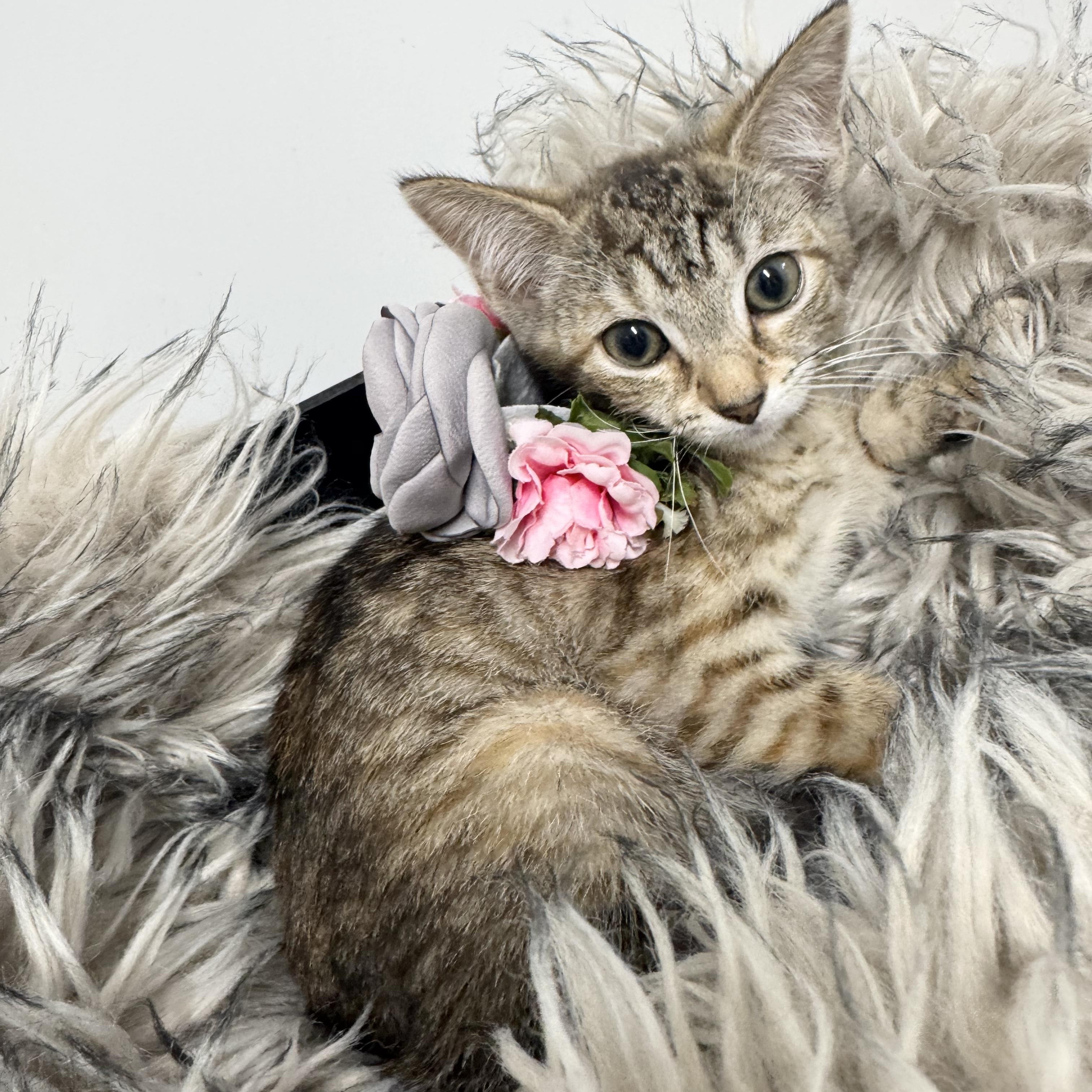 Snuggly Shar, ADOPTABLE, Kitten Female Maine Coon & Tabby.