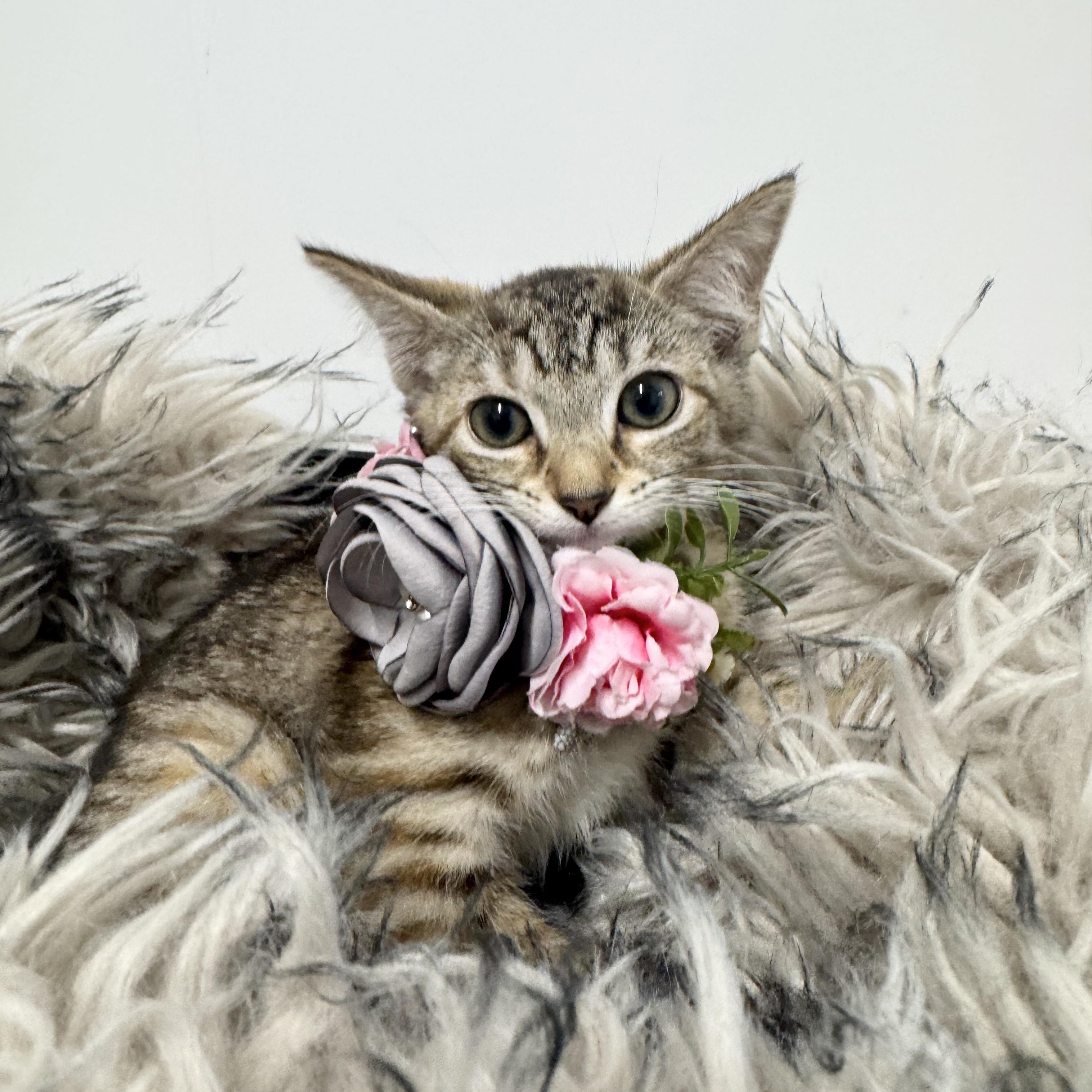 Enlarge Snuggly Shar, a ADOPTABLE mixed breed in West Hartford , CT image 3/5