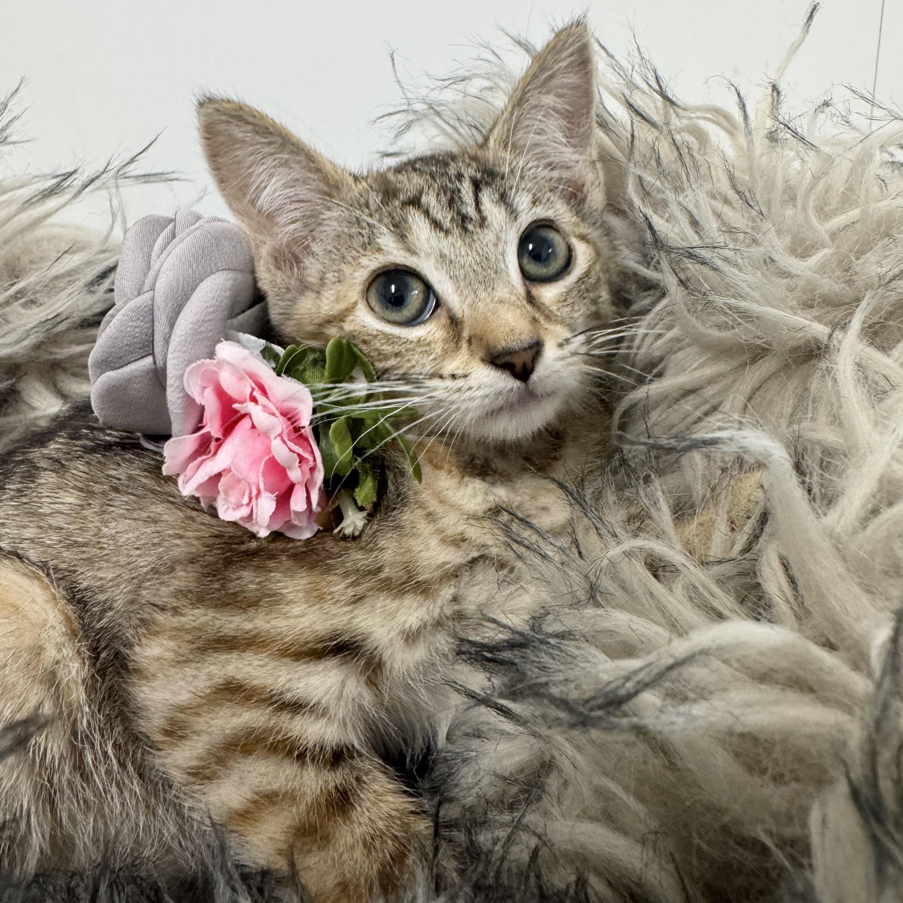 Enlarge Snuggly Shar, a ADOPTABLE mixed breed in West Hartford , CT image 2/5