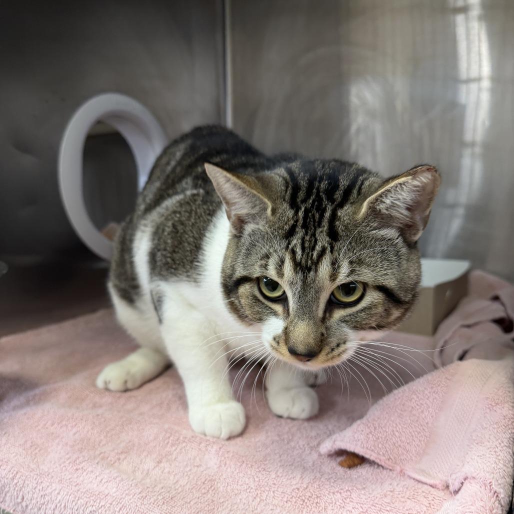 "Beast", a Adoptable Domestic Short Hair in Conshohocken, PA image 1/6