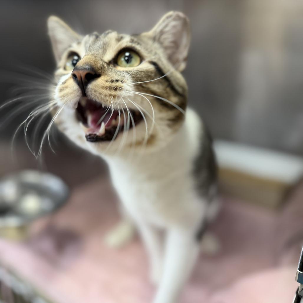 "Beast", a Adoptable Domestic Short Hair in Conshohocken, PA image 2/6