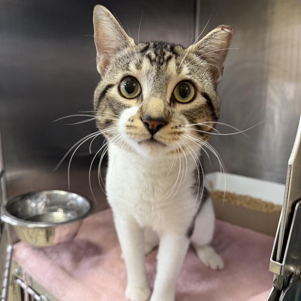 "Beast", a Adoptable Domestic Short Hair in Conshohocken, PA image 3/6