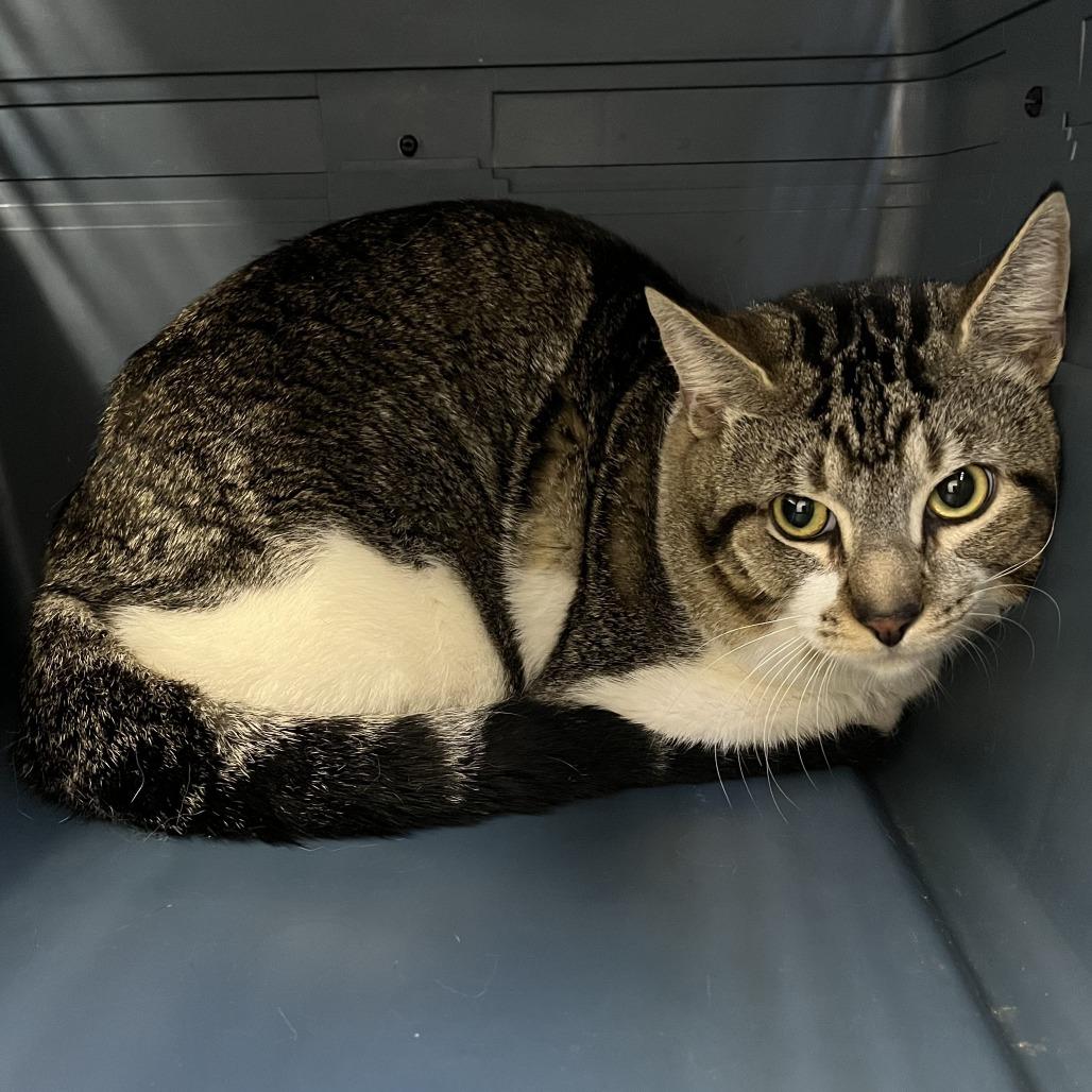 "Beast", Adoptable, Adult Male Domestic Short Hair.