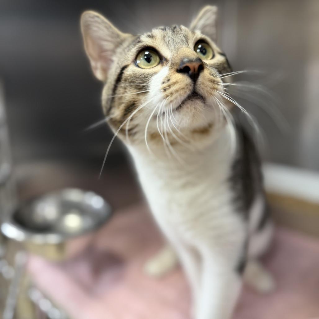 "Beast", a Adoptable Domestic Short Hair in Conshohocken, PA image 5/6