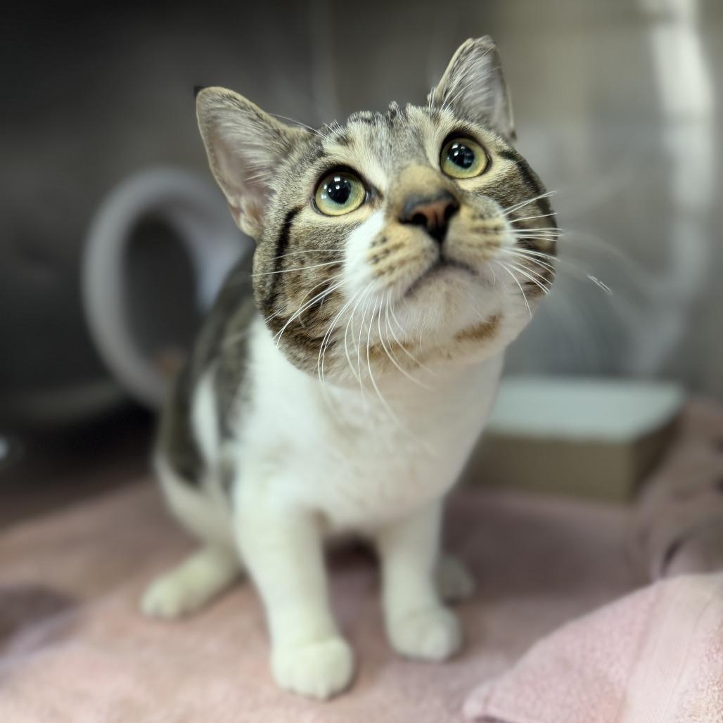 "Beast", a Adoptable Domestic Short Hair in Conshohocken, PA image 6/6