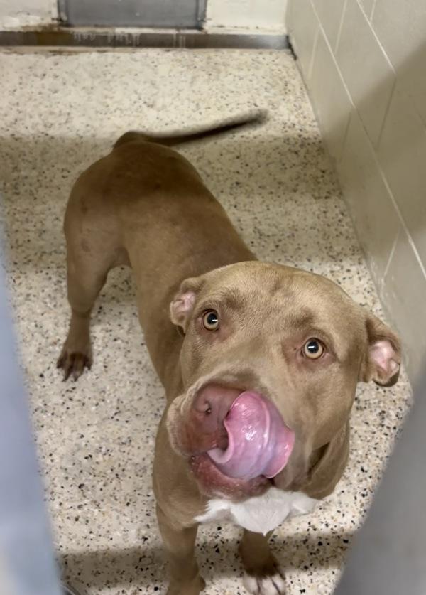 Enlarge Enoch, a Adoptable mixed breed in Melbourne, FL image 1/1