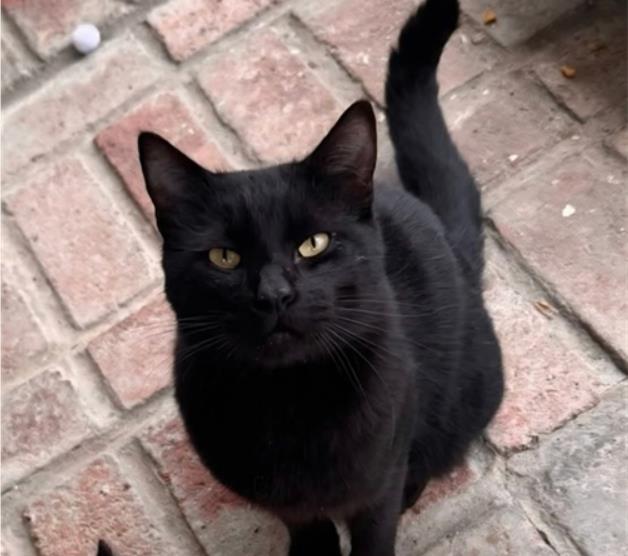 Enlarge PATRICK, a Adoptable Domestic Short Hair in Palo Alto, CA image 1/1