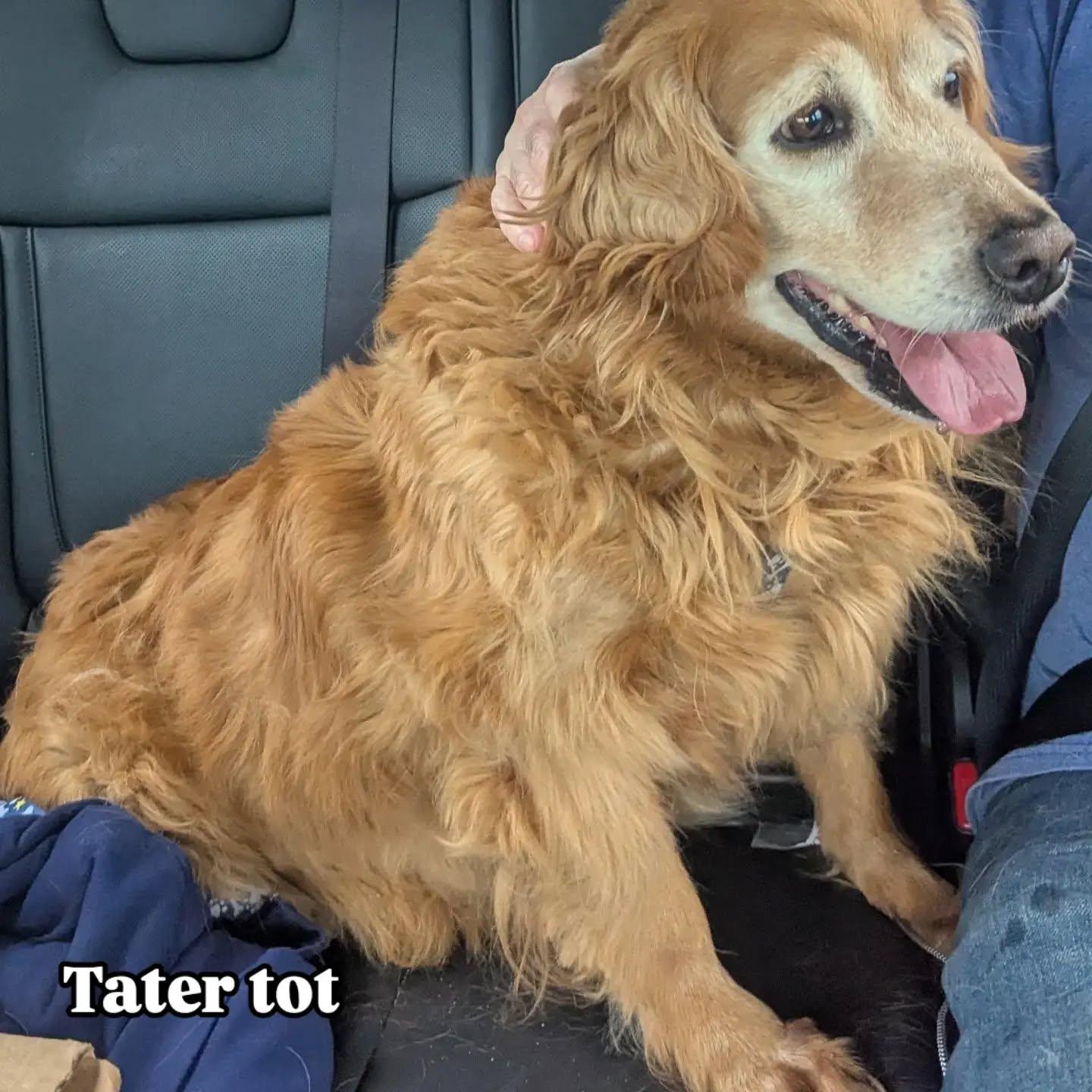 Tater Tot, Adoptable, Adult Female Golden Retriever.