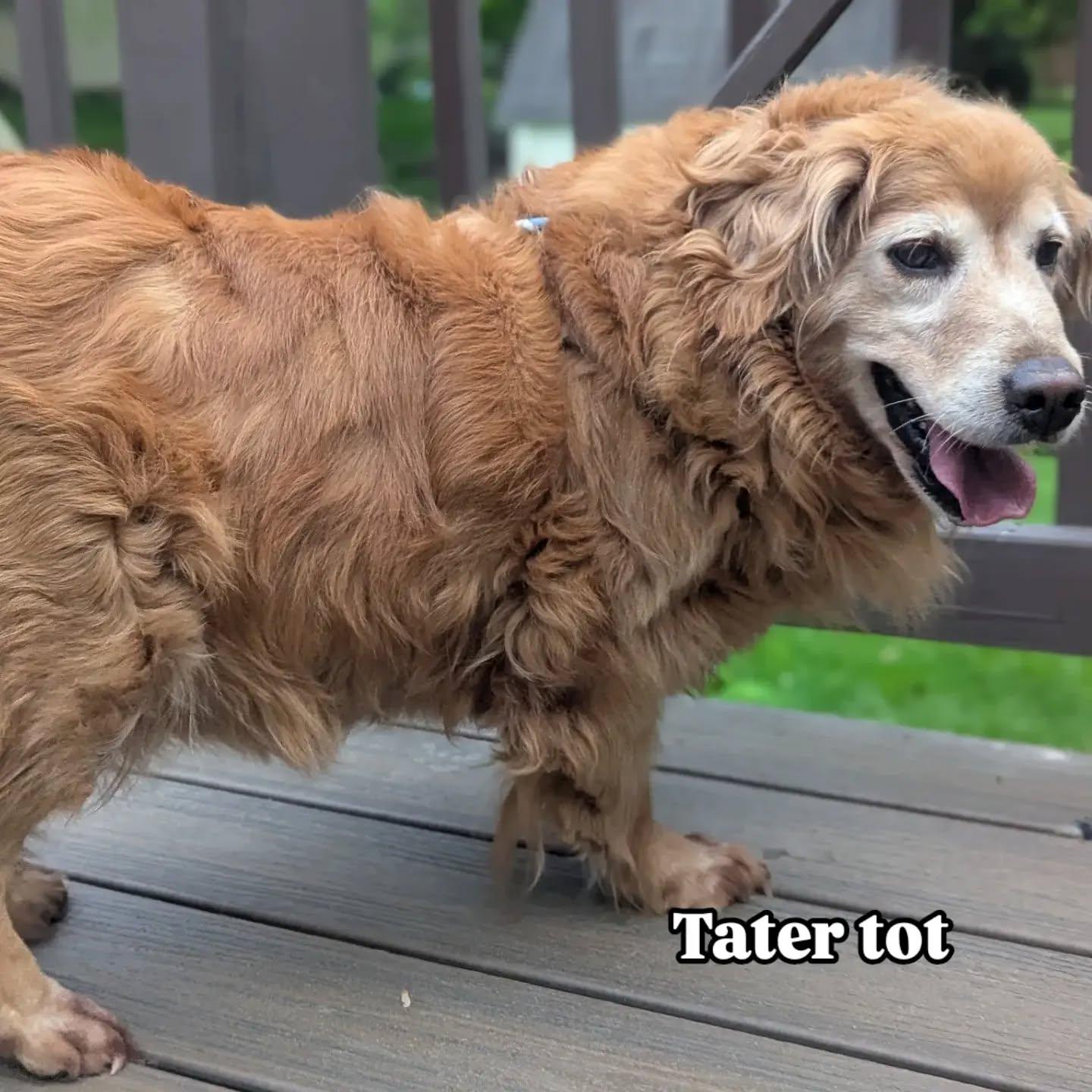 Enlarge Tater Tot, a Adoptable Golden Retriever in Havertown, PA image 2/4