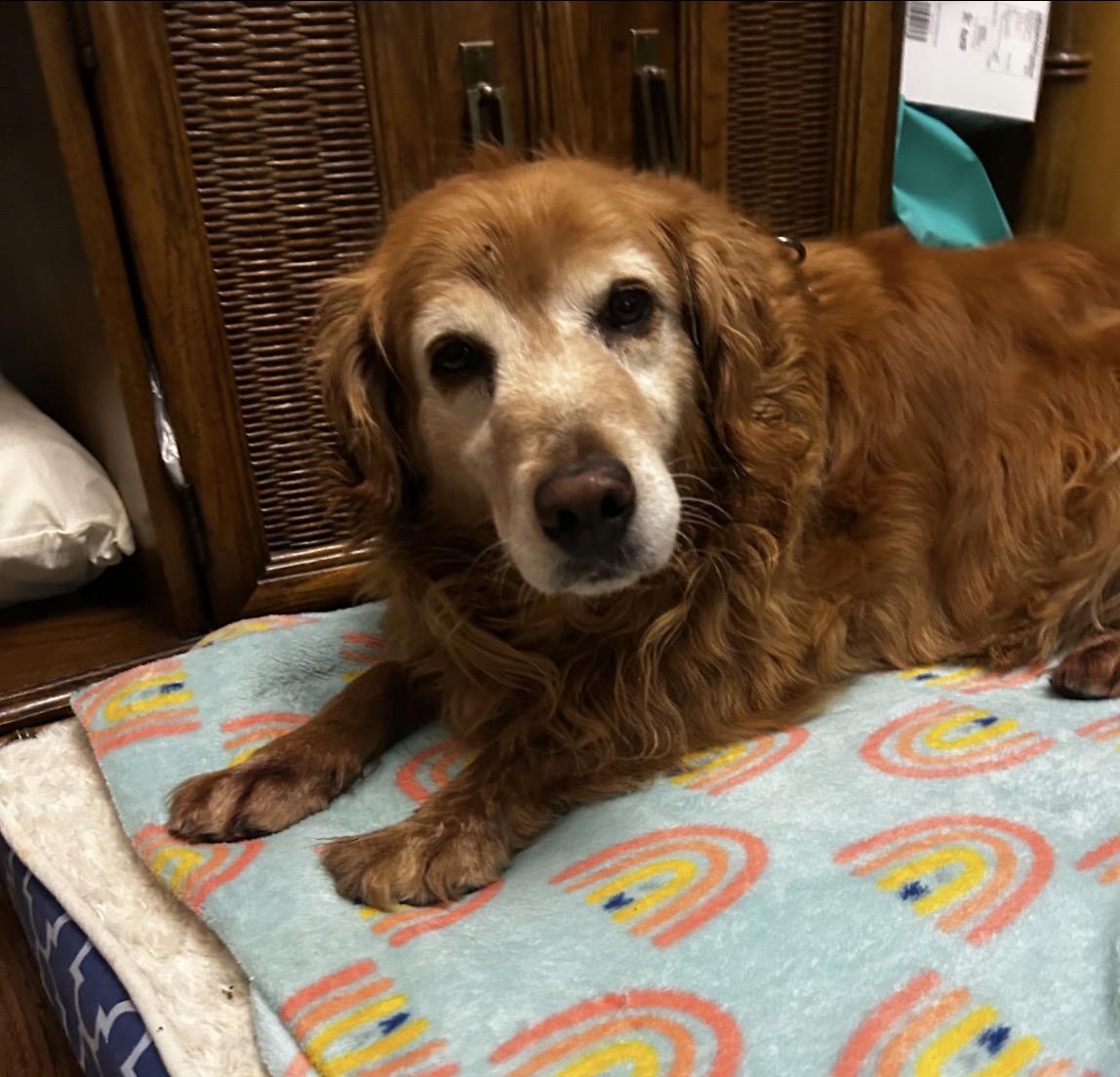 Enlarge Tater Tot, a Adoptable Golden Retriever in Havertown, PA image 3/4