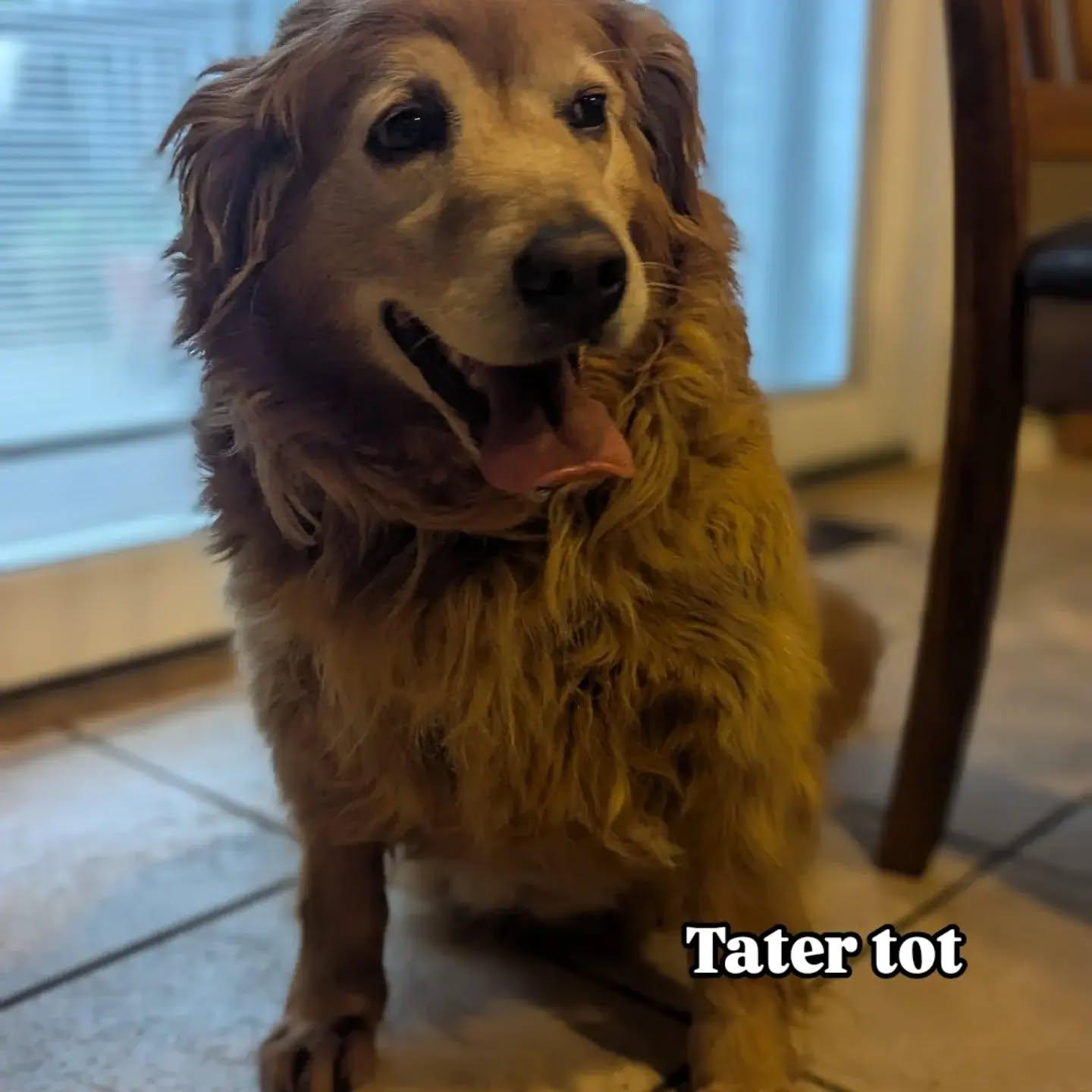 Enlarge Tater Tot, a Adoptable Golden Retriever in Havertown, PA image 4/4