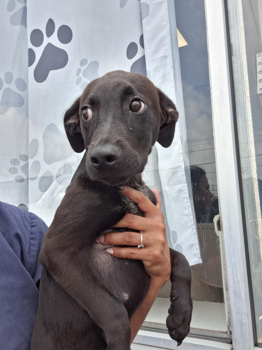Eren, adopted, Puppy Male Mixed Breed.