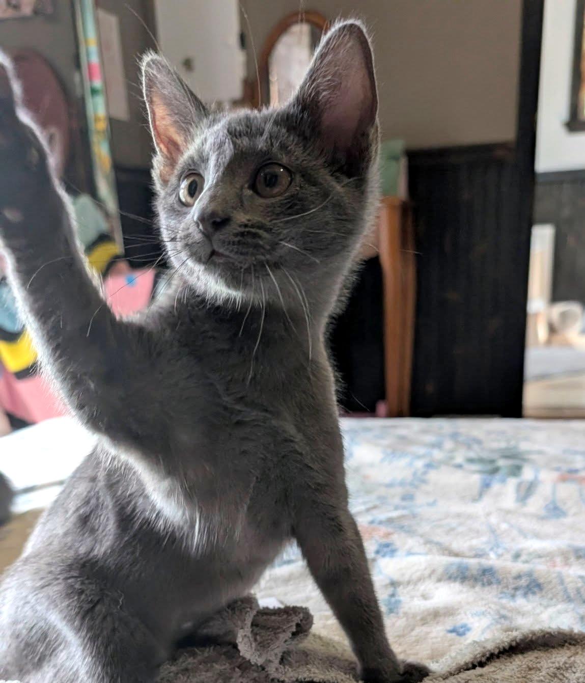 Miranda, a ADOPTABLE Domestic Short Hair in Pittsburgh, PA image 5/6