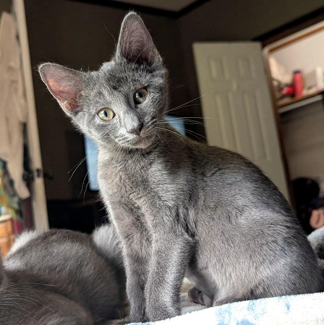 Miranda, ADOPTABLE, Kitten Female Domestic Short Hair.