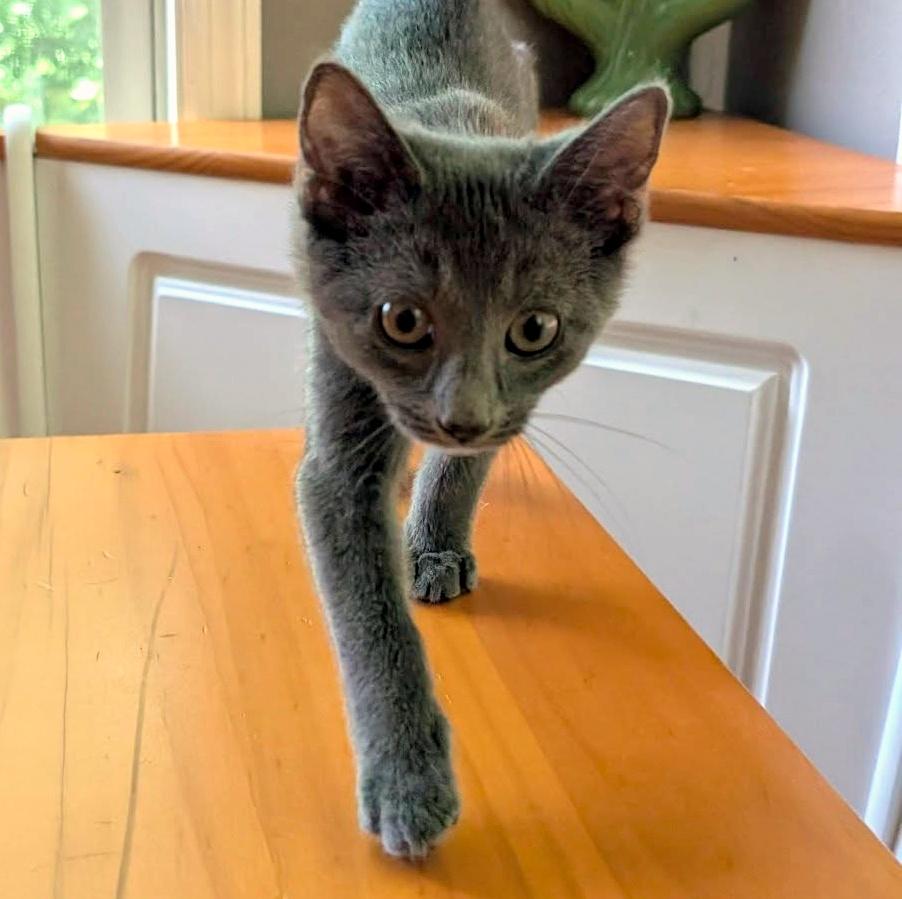 Miranda, a ADOPTABLE Domestic Short Hair in Pittsburgh, PA image 6/6