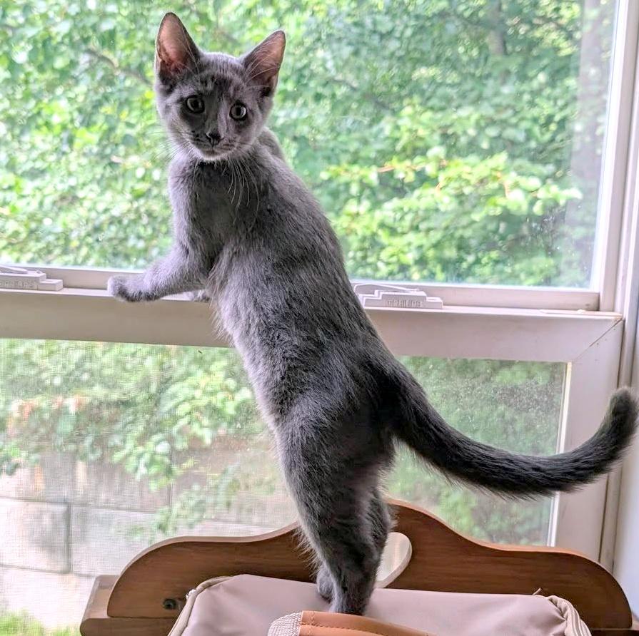 Miranda, a ADOPTABLE Domestic Short Hair in Pittsburgh, PA image 3/6