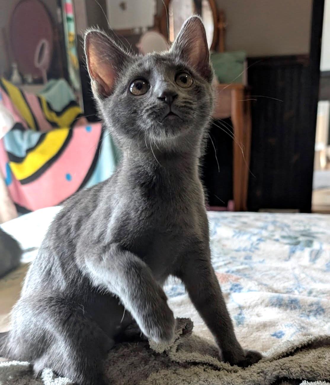 Miranda, a ADOPTABLE Domestic Short Hair in Pittsburgh, PA image 2/6