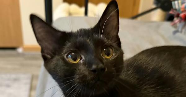 Mae, Adoptable, Kitten Female Domestic Short Hair.
