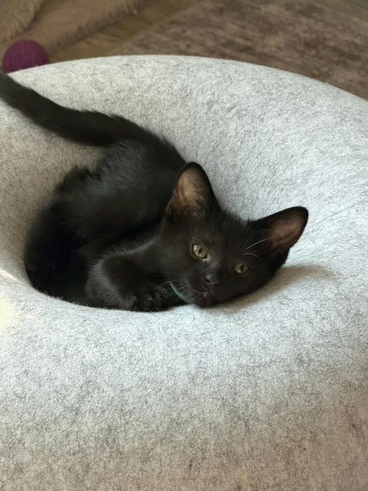 Enlarge Mae, a Adoptable mixed breed in Poplar Grove, IL image 2/6