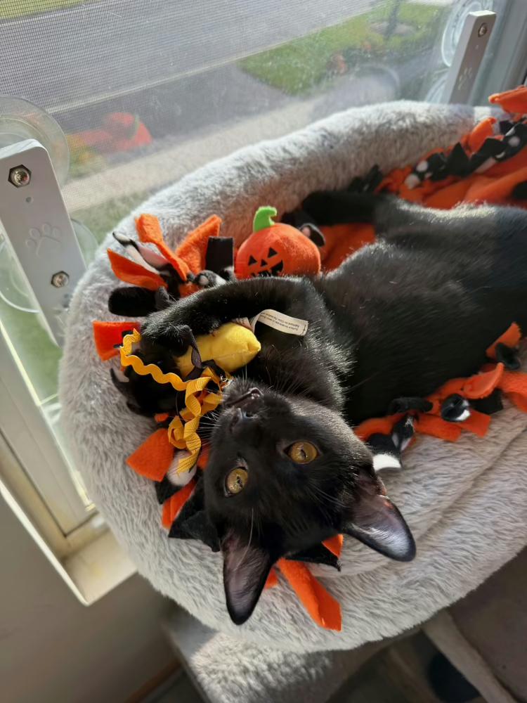 Enlarge Mae, a Adoptable mixed breed in Poplar Grove, IL image 4/6