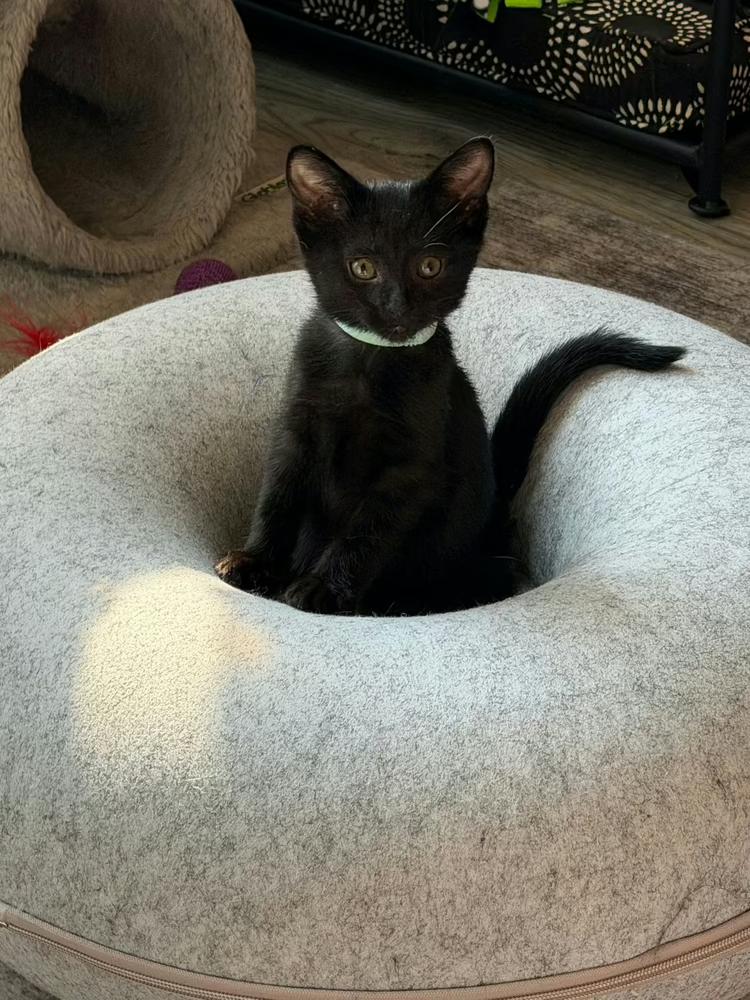 Enlarge Mae, a Adoptable mixed breed in Poplar Grove, IL image 5/6