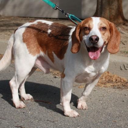 Raynar, Adoptable, Adult Male Mixed Breed & Mixed Breed.
