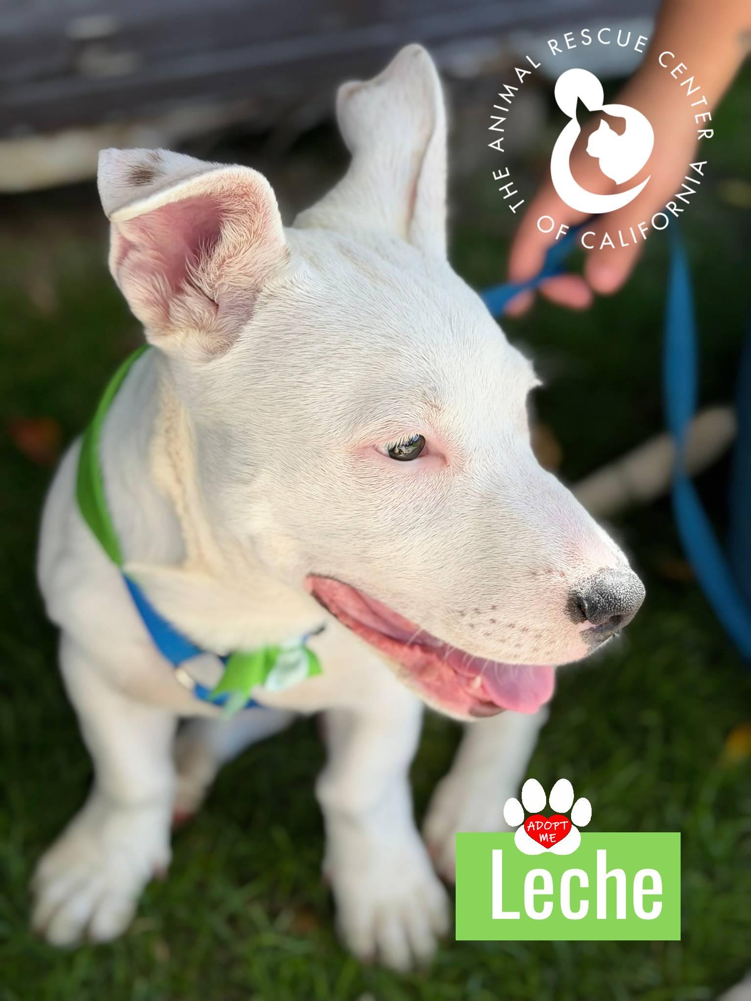 Enlarge Leche, an adopted mixed breed in Coachella, CA image 3/5