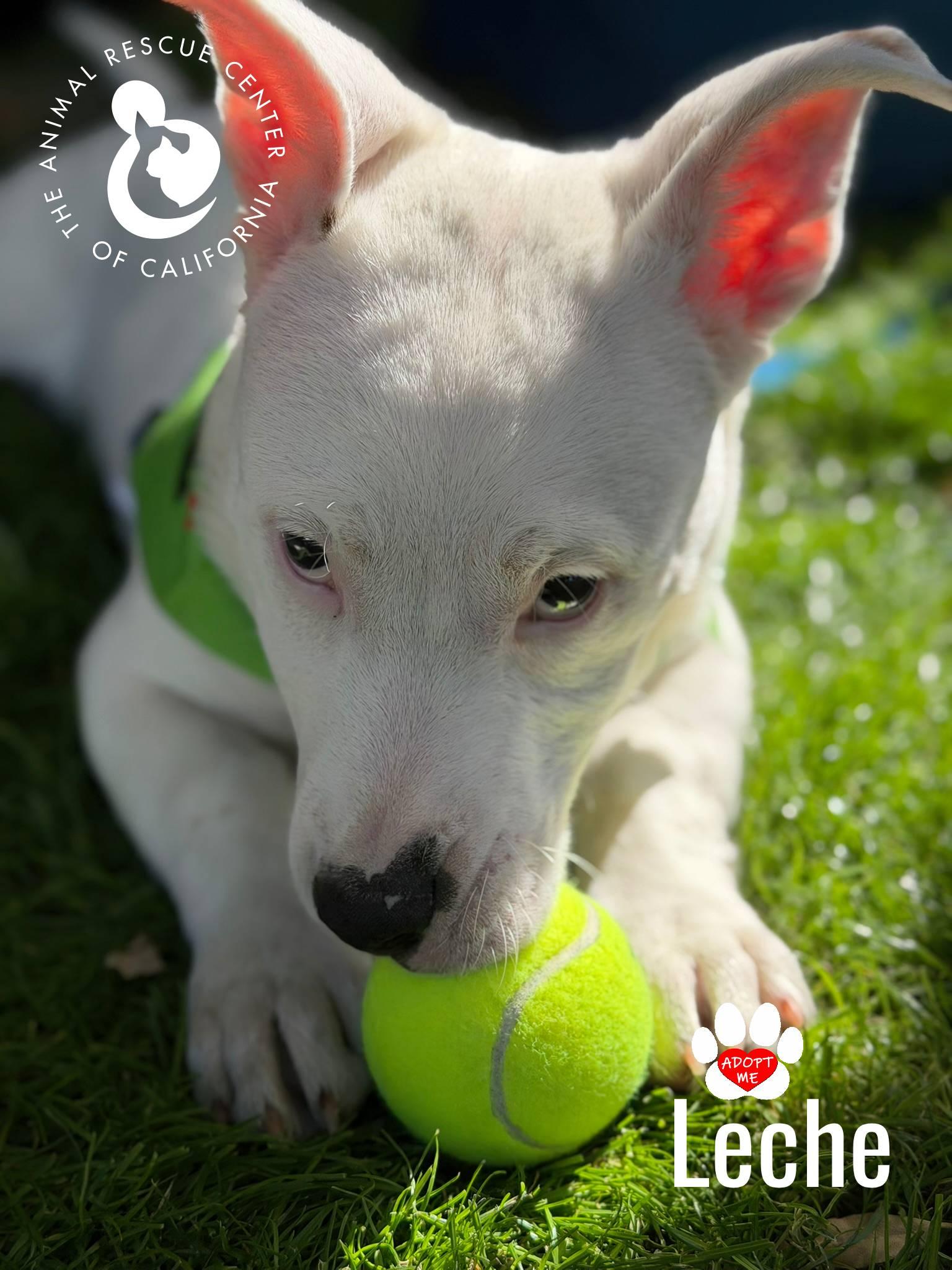 Enlarge Leche, an adopted mixed breed in Coachella, CA image 5/5