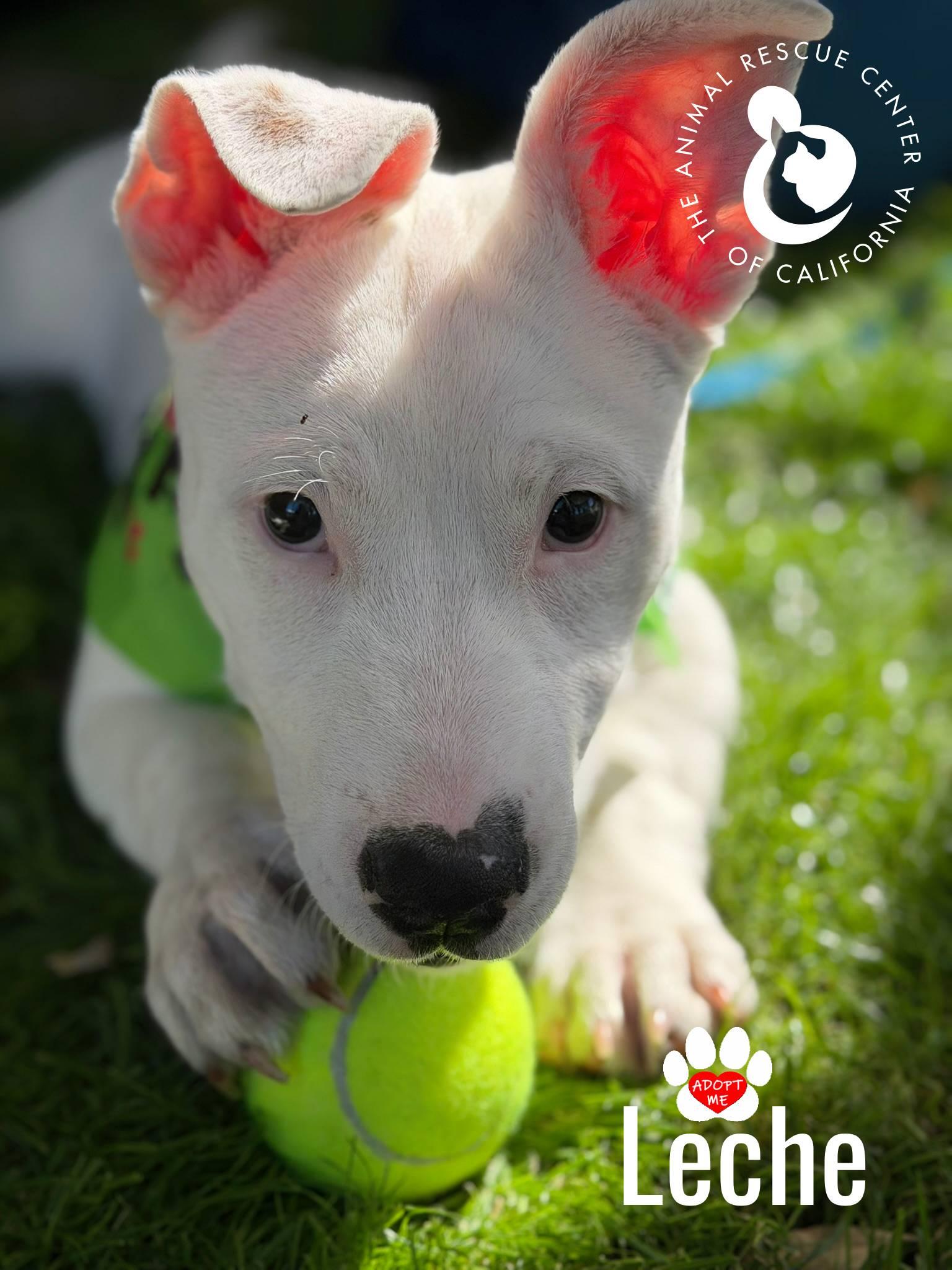 Enlarge Leche, an adopted mixed breed in Coachella, CA image 1/5