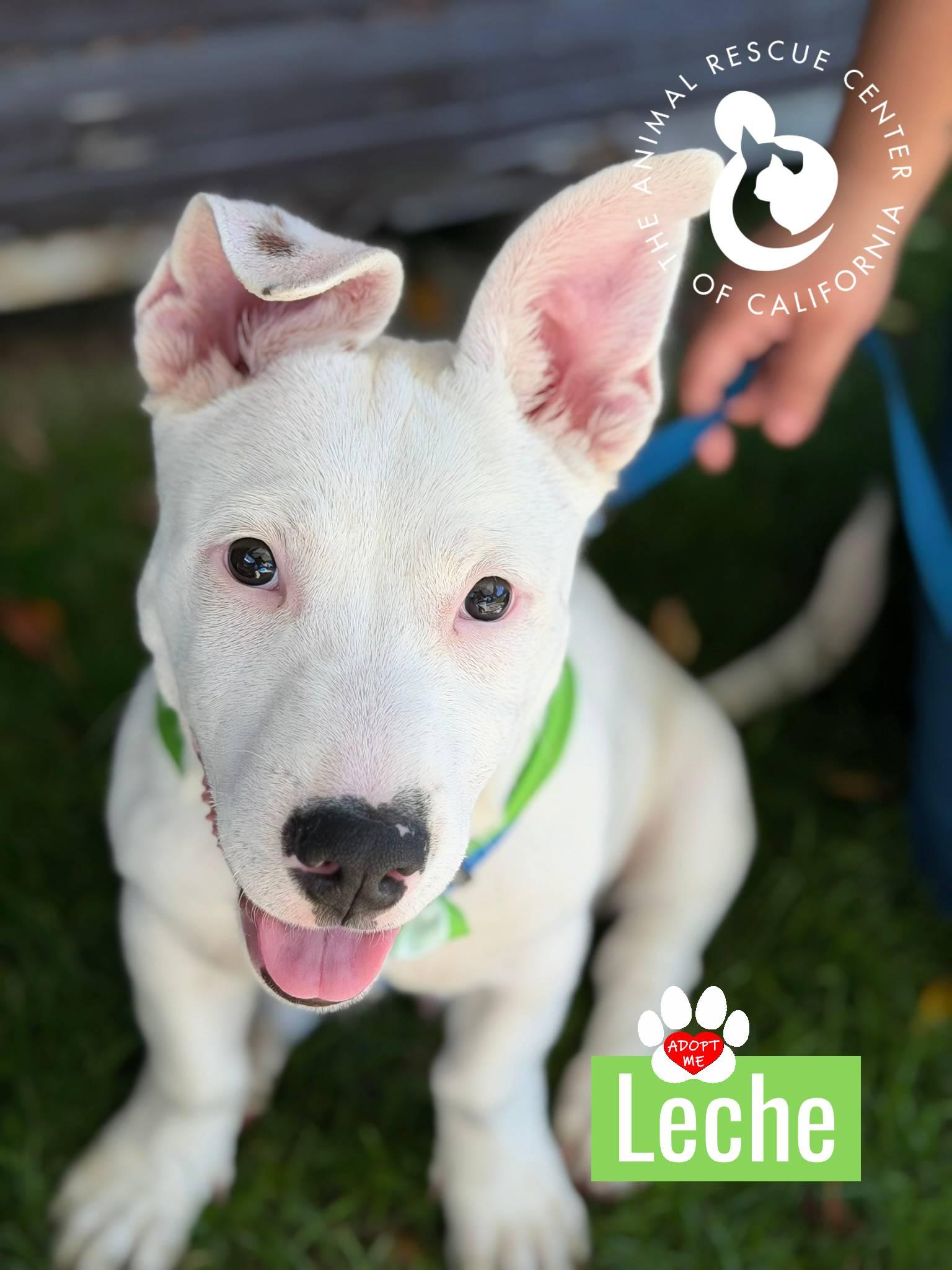 Enlarge Leche, an adopted mixed breed in Coachella, CA image 2/5